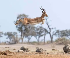Gazelle 